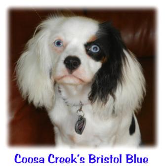blue eyed cavalier king charles spaniel